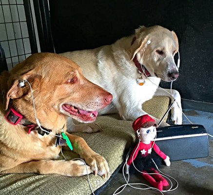 Shiloh and Piper celebrating Marconi day at The Kennels at Fox Run, Lavon, Texas