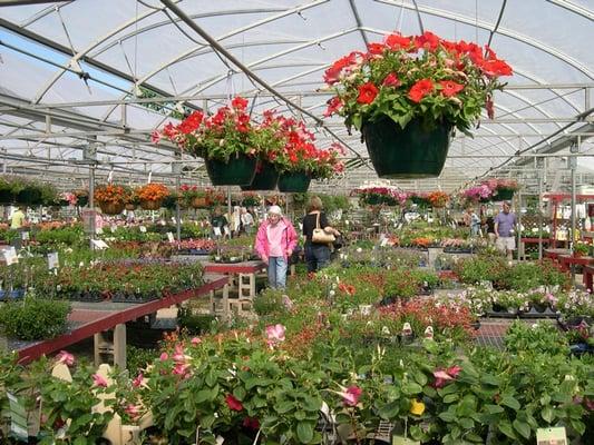 one of Siebenthaler's green houses