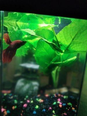 Betta from Kahoots and his new home