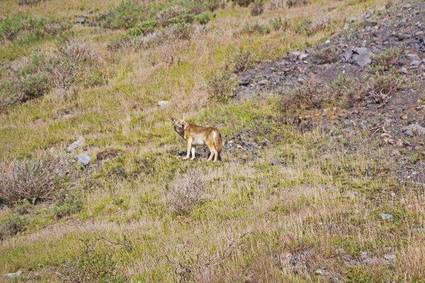 One of the mammals we saw on our tour