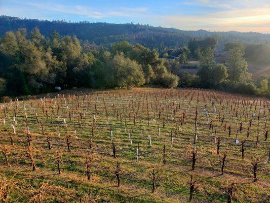 View of the vineyard