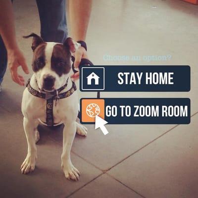 Zoom Room Dog Training