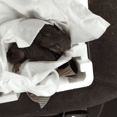 Furry friends rescued from the storm