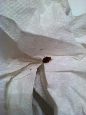 Bed Bug from Rm 214