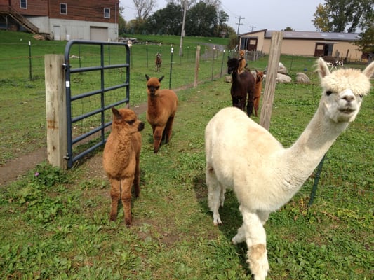 Rocking Horse Farm