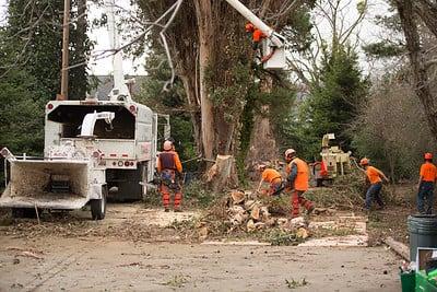 Signature Tree Service, Napa, Ca. 
Clean up time! And when they say "clean", they mean it! Spotless!!