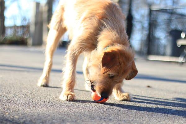 Cody and his orange ball!