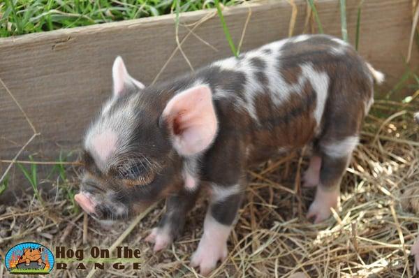 A Rona kunekune piglet. Exceptional tempement!