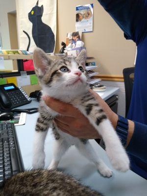 Muffins loves visiting A Cat Practice!!  Everyone loves her!