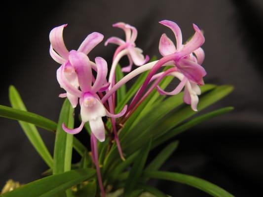 New World Orchids