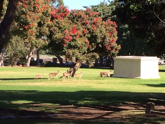 Family of deer.