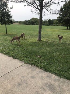 Deer in the park.