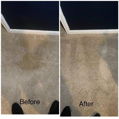 Before and after a carpet cleaning! Stain gone!