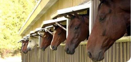 Town and Country Stables