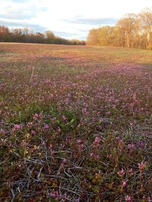 Wild stuff sprouting!