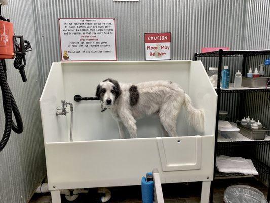 Dirty Dawgs Self Service Dog Wash