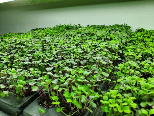 Microgreen Garnish Mix