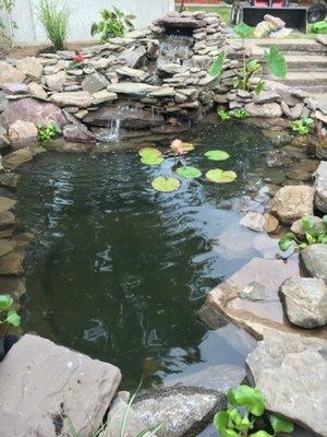 Pond complete plants and fish in.