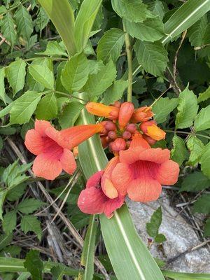 Wild Flowers  of Viridian