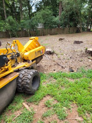 Stump Rescue LLC multiple stump removal!