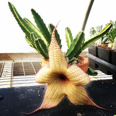 Starfish corpse flower