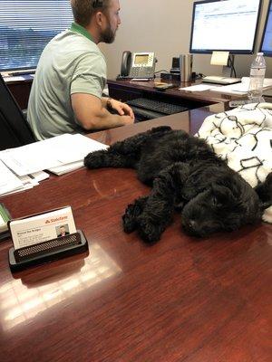 Bring your doggie daughter to work day.