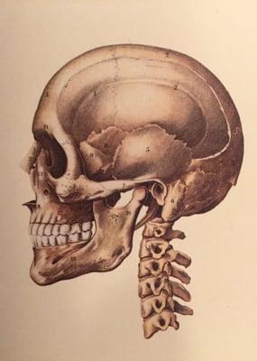 SOT Cranial work- the bones in the skull move slightly (like tectonic plates).  This technique helps with headaches, dizziness, face pain