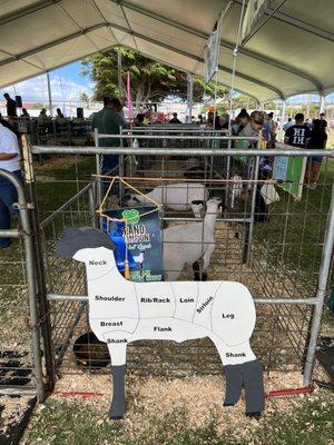 6/4/22 - 4H Livestock Fair