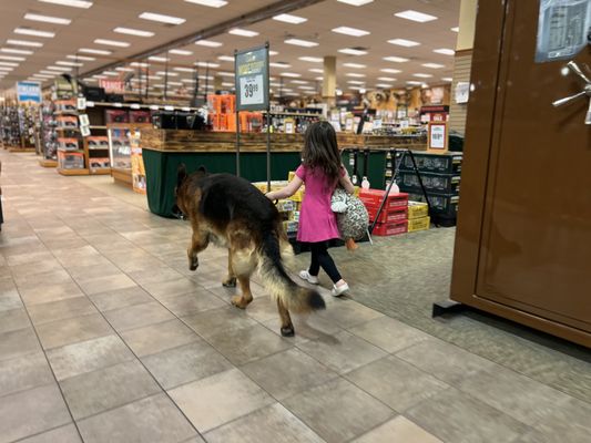 My granddaughter with our well trained GSD