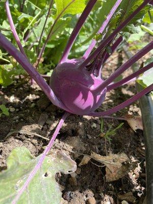 Purple kohlrabi