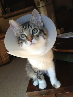 My 4 month old Grey Tabby required surgery recently to repair a broken ilium. The cone will stay on a total of 2 weeks!