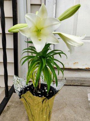 Easter Lillies $7.45 Special