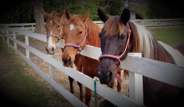 Sea Horse Stables