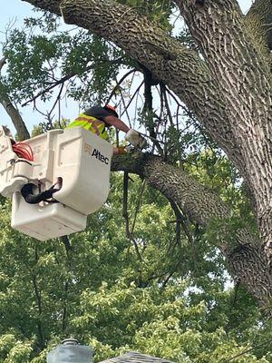 Travis taking down a large Ash Tree that was located right behind a house in Hastings, NE. Tree had pest infestation severely.