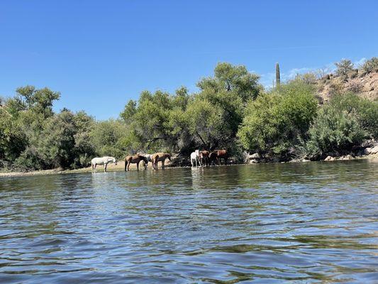 Wild horses on the river