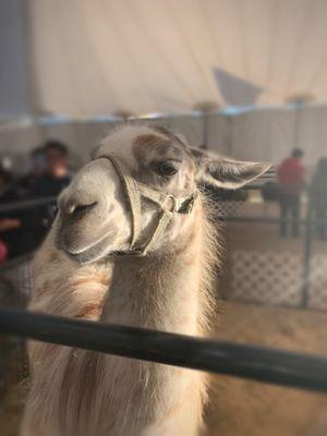 Llama