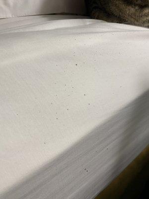 Mold on sheets on bed