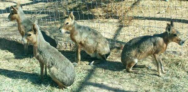 Several Patagonian Cavies or Maras, a rodent (Dolichotis patagonum).