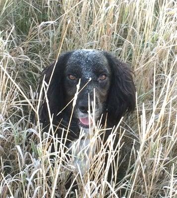 English Cocker Spaniel hunting pheasant    www.lonestarpremiergundogs.com