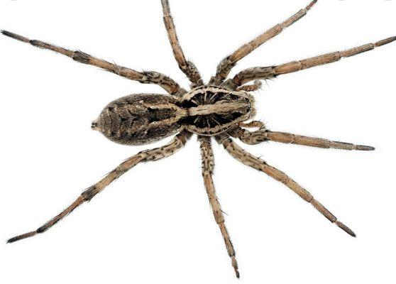 Wolf Spider