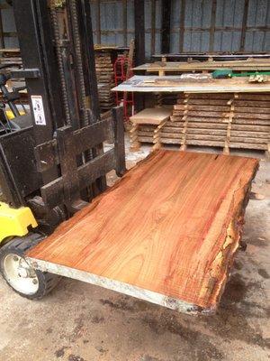 Freshly Cut Water Oak Live Edge Slab - This slab will be ready for sale in about 18 months.