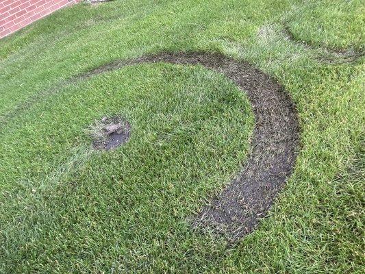 Lawn damage from mower wheels caused by mowing in rain.