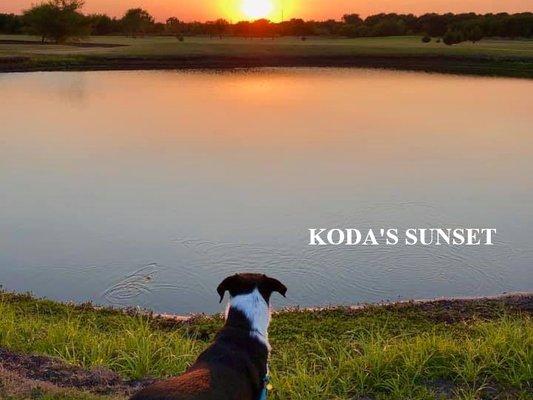 Koda loves his sunsets