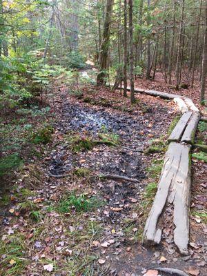 Slightly muddier area bird trail