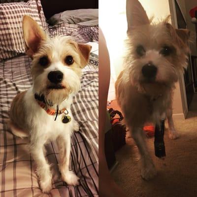 After and before my puppy's first haircut!