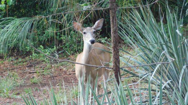 One of the many benefits of country living is the wildlife!