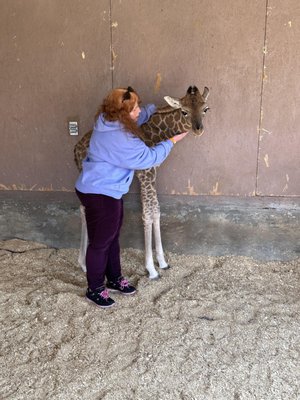 My giraffe encounter