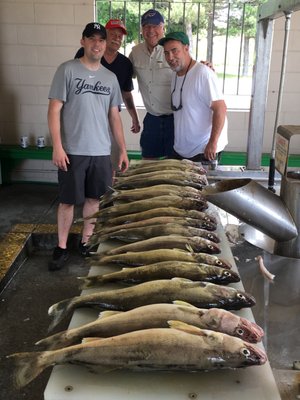 Walleye. Buffalo,NY