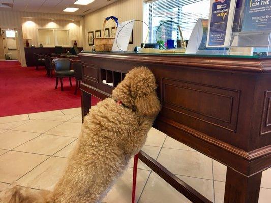 Lily the goldendoodle is looking for the correct deposit slip while her human gets help from Leena and Irina.