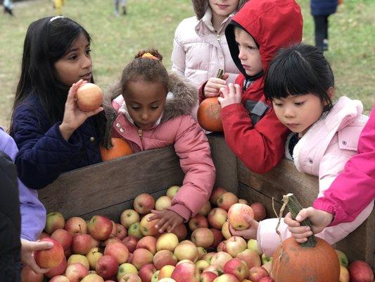 Daycroft putting to an apple orchard